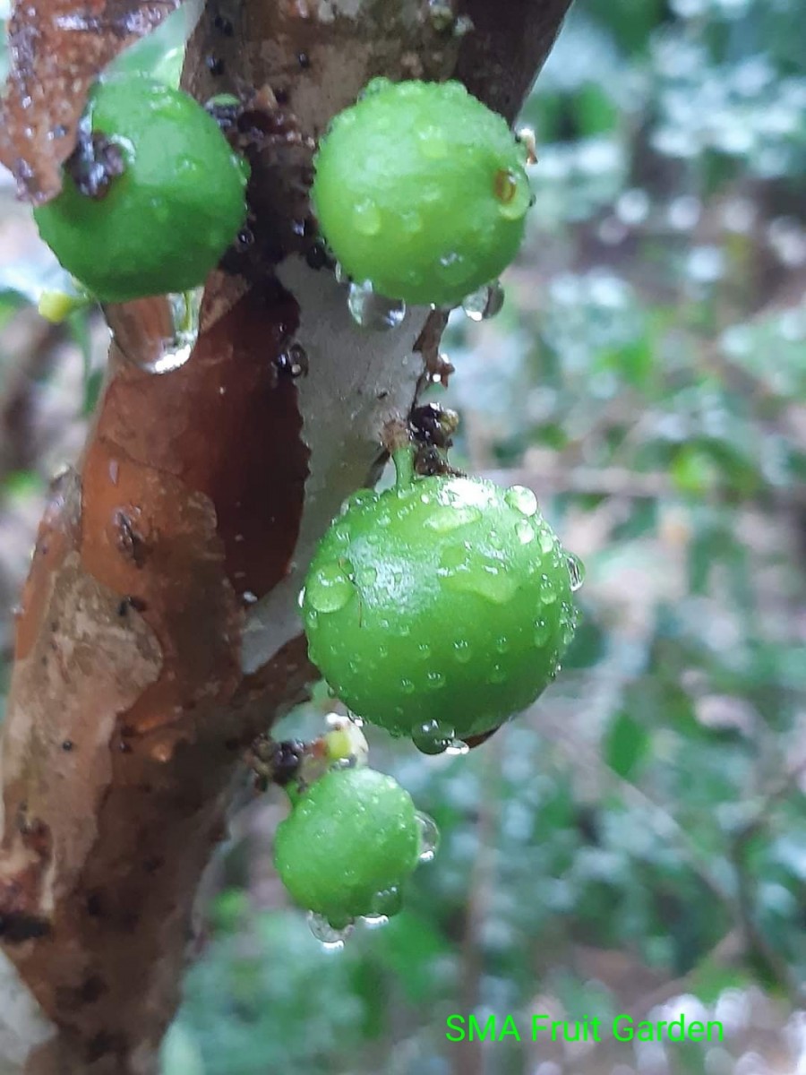 Plinia cauliflora (Mart.) Kausel